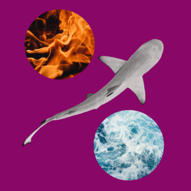 Zoom image Haj mellan eld och vatten