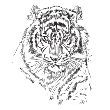 Zoom image tigre