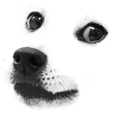 Zoom image Doge