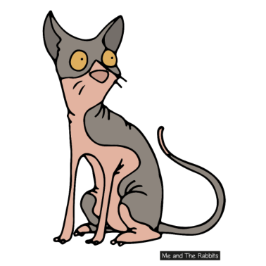 Zoom image Katt - sphynx