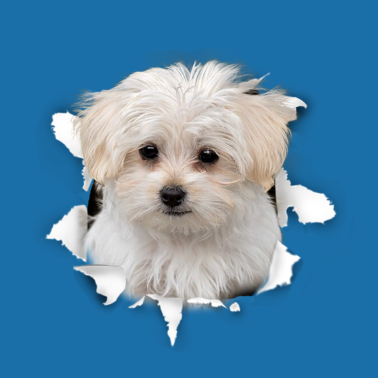 Zoom image Maltese - Maltese