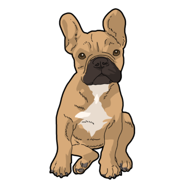 Zoom image Fransk bulldogg