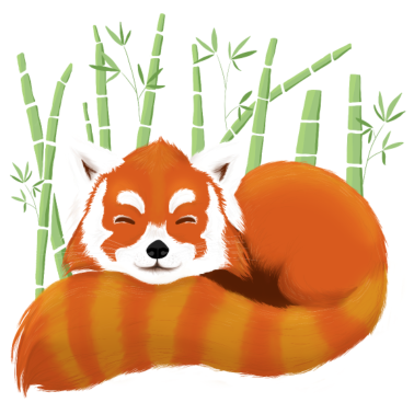 Zoom image Panda roux