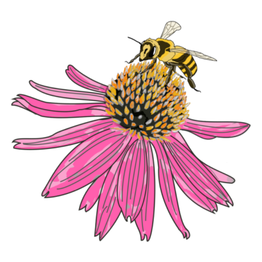 Zoom image Echinacea, jeżówka, pszczoła