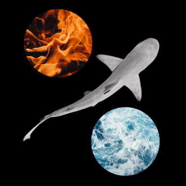 Zoom image Haj mellan eld och vatten