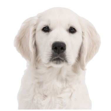 Zoom image Golden Retriever