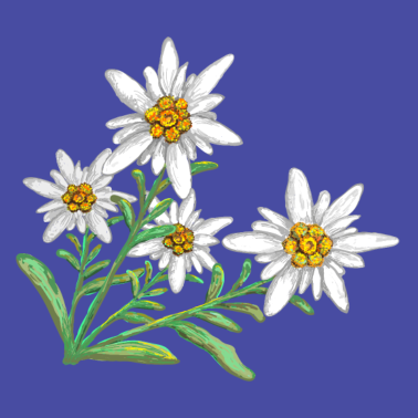 Zoom image Edelweiss nelle Alpi