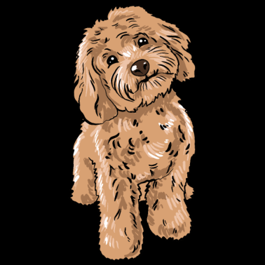 Zoom image Cockapoo Dog