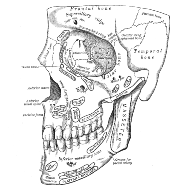 Zoom image Ciało ludzkie - twarz