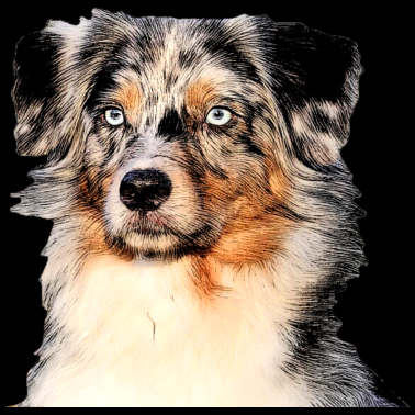 Zoom image Pastore australiano