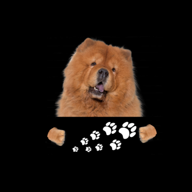 Zoom image Chow Chow