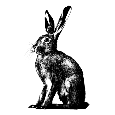 Zoom image Zając polowy / zając europejski / królik