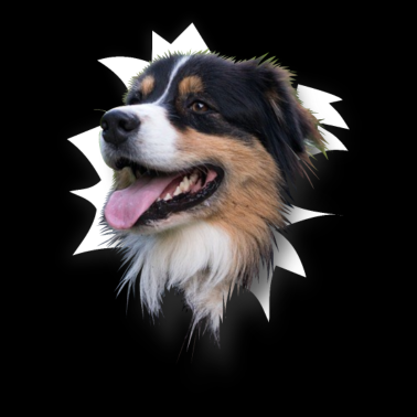 Zoom image Pastore australiano